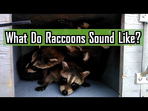 What Do Raccoons Sound Like?