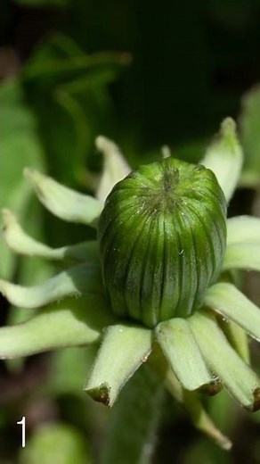 The 6 Phases of a Dandelion's Life Cycle