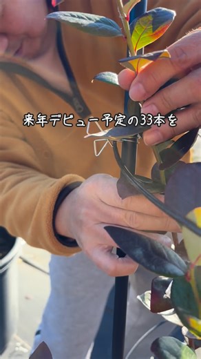富里ブルーベリーファームmökki｜美味しいブルーベリー｜夏限定のおしゃれなカフェ on Instagram: "来年デビュー予定の33本、 全部あんどん仕立てにしました♪ 再来年には 栽培本数を 1000本 → 1500本 に増やす予定です。 その分、ポットのピッチは今より狭くなるので、 圧迫感が出ないよう 樹形をスマートに保つことが目的。 結果的に ✔ 誘引しやすい ✔ 風対策もしっかりできる というメリットもありました😊 今年は初めての試み。 来年「やって良かった」と思えるかどうか… 今からとても楽しみです😆"