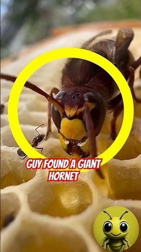 Hornet Drinking Honey 🍯 | Close-Up Macro Footage of Nature’s Fierce Pollinator