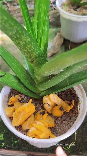 Tips for caring for potted aloe vera plants