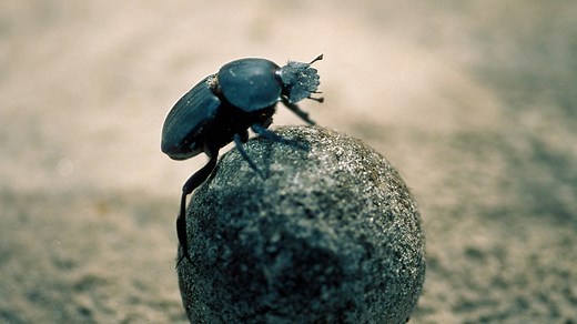 Dung Beetle