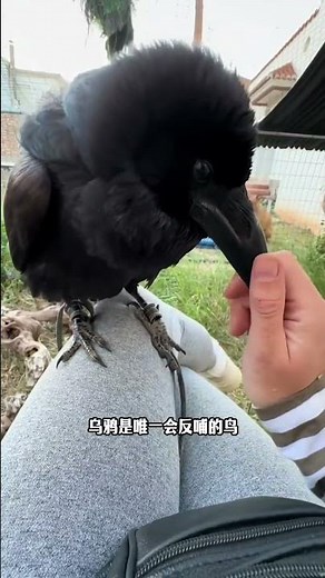 烏鴉到底是好鳥還是害鳥？ #漲知識 #動物解說