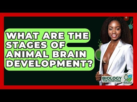 What Are The Stages Of Animal Brain Development? - Biology For Everyone