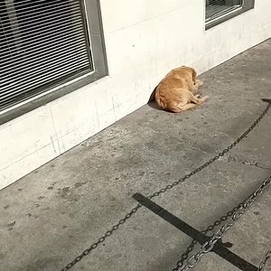 344K views · 10K reactions | Atualização Esse lindo foi adotado Obrigado a todos Atualização 7 de setembro de 2021 Quando vc abandona Quando vc trata eles como coisas Quando vc não castra Quando o poder público não assume a responsabilidade | Caes de rua de Itapecerica da Serra SP | Facebook