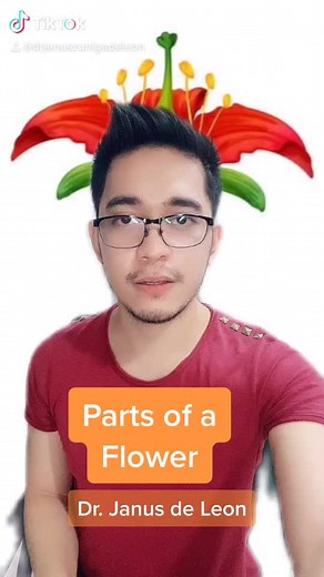 Understanding the Parts of a Flower