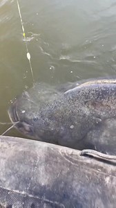 101K views · 1K reactions | Ein 2,60 Meter großer Wels schnappt nach...