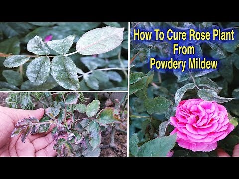 How To Save Rose Plants from Powdery Mildew Disease l Fungal Infection On Rose Plant l Rose Plants