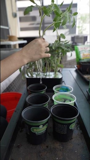 Aerogarden Tomato Transplant Made Easy