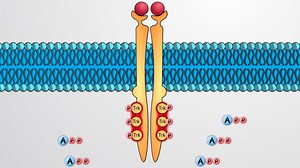 Video: Enzyme-linked Receptors