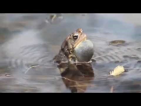 FROG SOUNDS COMPILATIONS