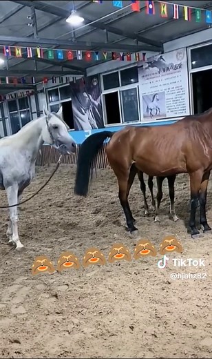 Horse Mating Behavior: Understanding Animal Reproduction