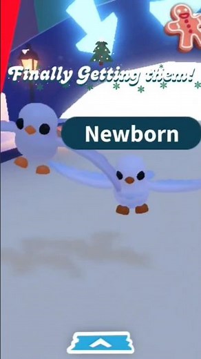 Getting the Turtle Doves in Adopt me! #adoptmenewpets #adoptmechristmasupdate