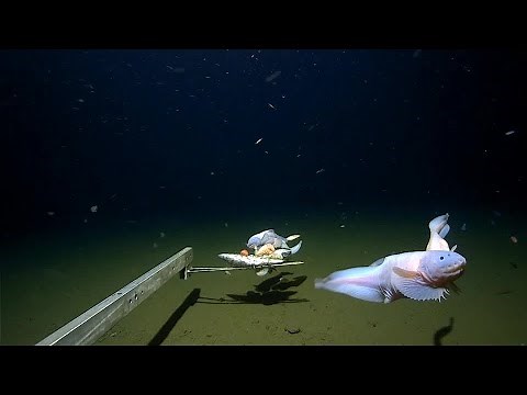 水深8336メートルの深海で泳ぐ魚の撮影に成功、記録更新　東京海洋大など