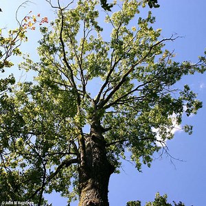 Hackberry