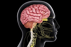 What's the Role of the Central Nervous System?