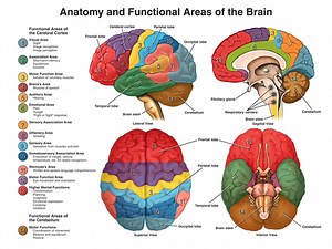 High School Psychology