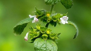 Lemon Balm Uses as a Medicinal Herb