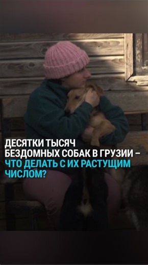 В Грузии растет число бездомных собак – около полумиллиона бездомных животных по всей стране. Дворняги вызывают как любовь, так и страх. Как власти Грузии борются с ростом количества бродячих животных? | Настоящее Время