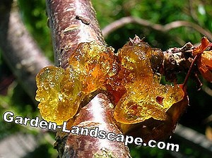 Plants: Yellow leaves on cherry laurel - causes and tips | 2025