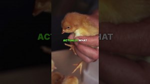 How baby chicks escape their egg shells 🐣