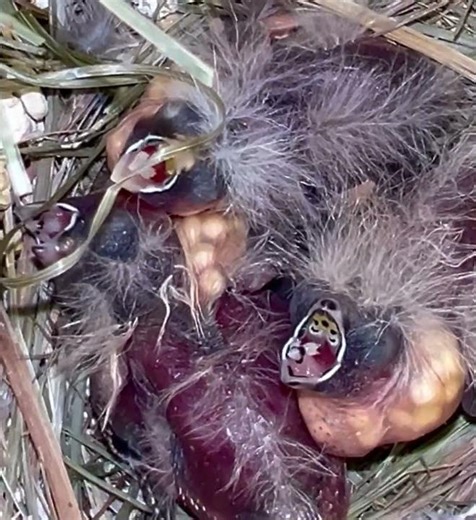 Zebra Finch Chicks - Bird Aviaries