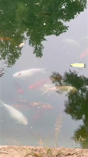 Fish Pond#shortsfeed #fishing #nature #ihavethisthingwithplants #lifeisbutadream #fish