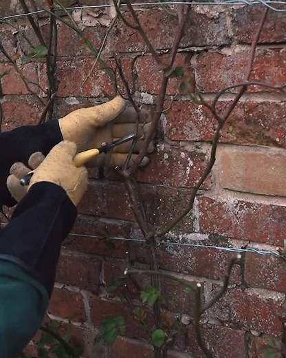 For the next part of our pruning series our Head Gardener Steve takes us through the stages of caring for established climbers that have been in flower for two or more years. Please remember that due to the mild winter here in the UK, it’s important to prune your roses as soon as possible. Over to Steve for our pruning ‘how to’ with advice on helping improve shape, structure and blooms during the season.⁣ Don’t forget to keep an eye out for our next video on pruning established shrub roses which