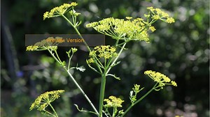 Wild parsnip: Everything you need to know about the invasive plant that causes severe burns