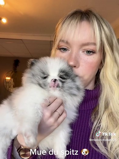 Comprendre la mue du spitz : conseils et informations