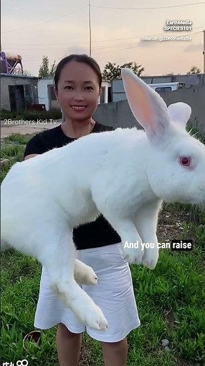 Gigantic Bunnies?! Meet the Flemish Giant Rabbit