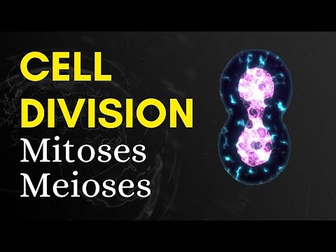 Cell Division, Mitosis & Meiosis