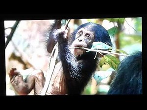 Opening to Dumbo 2011 Blu-Ray