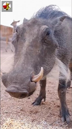 Wild Pig Sounds 🐗 | Real Pig Grunting and Snorting | Animal Sound Effects #shorts