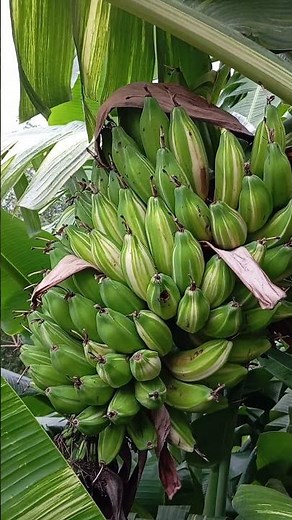Musa × paradisiaca 'Ae Ae', also known as the Royal Variegated Banana#shorts