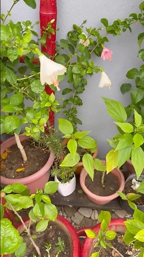 Hibiscus plant care tips🌸#hibiscusflower #gardeningtips #plantcaretips #plantlover
