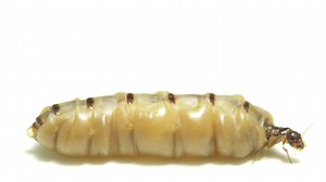 A queen Formosan subterranean termite at the Angkor Centre for Conservation of Biodiversity. A single colony of Formosan subterranean termites may contain several million termites that forage up to 300 feet in soil. The queen of the colony has a lifespan around 15 years and is capable of producing up to 2,000 eggs per day. #termite #queen #insect #colony #animal #wildlife #video #footage #photoark | Joel Sartore, Photographer