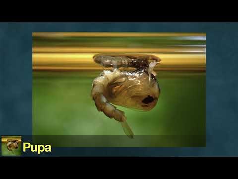 Mosquito Life Cycle (Updated) | HHMI BioInteractive video