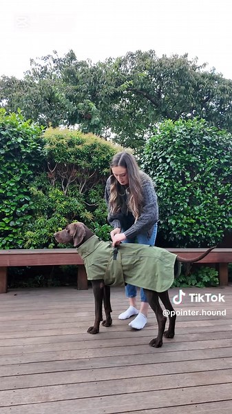 POINTER & HOUND on TikTok