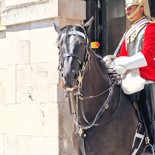 King’s Guard displeased as man speaks near the horse about the horse guards! 😳 #kingsguard #thekingsguard #lifeguards #fbpost #horsevideo | Kings And Guards