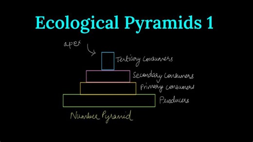 Ecological Pyramids 1