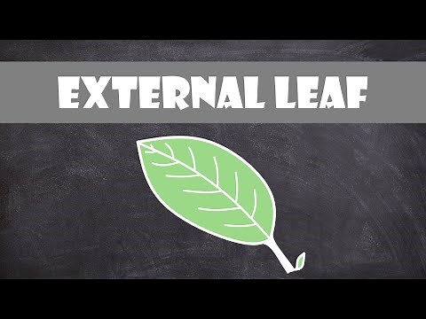 External Leaf Structure | Plant Biology