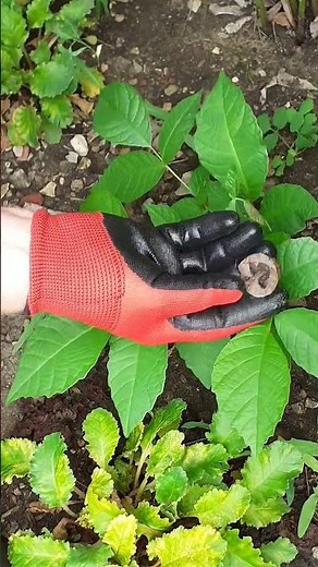 Growing Your Own Nut Trees Naturally
