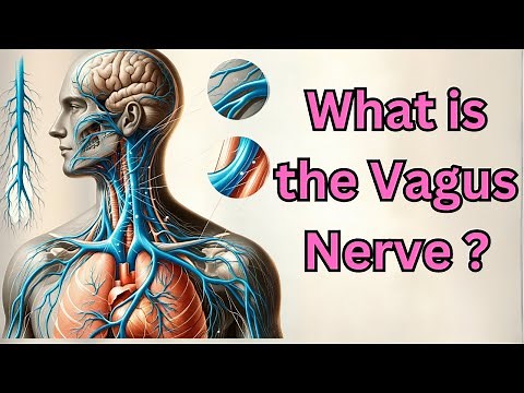 What is the Vagus Nerve?