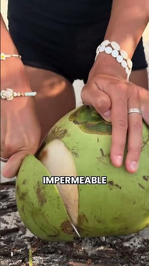 How coconuts traveled the world on their own and grew! 1