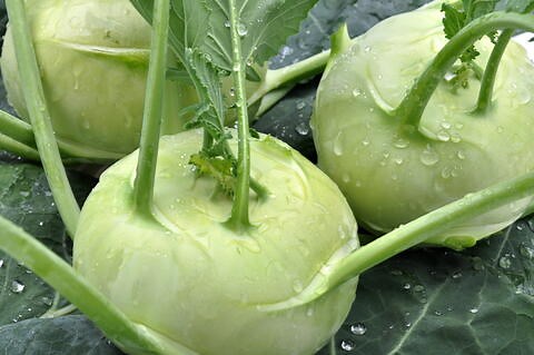 How to Grow Kohlrabi: Planting, Growing, and Harvesting Tips