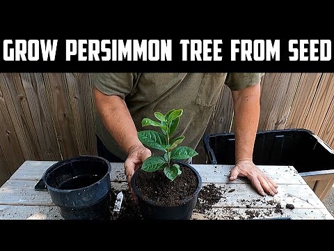 Grow Persimmon Tree From Seed