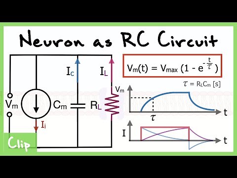 Neuron As RC Circuit Explained And Analysis of the Time Constant Tau | Clip