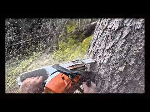 fast process technique for cutting down pine trees using mini chainsaw oregon