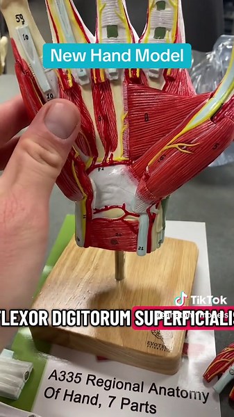 New Hand Model #anatomy #muscles #hand #fingers #anatomymodel